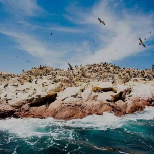 paracas-e-islas-ballestas