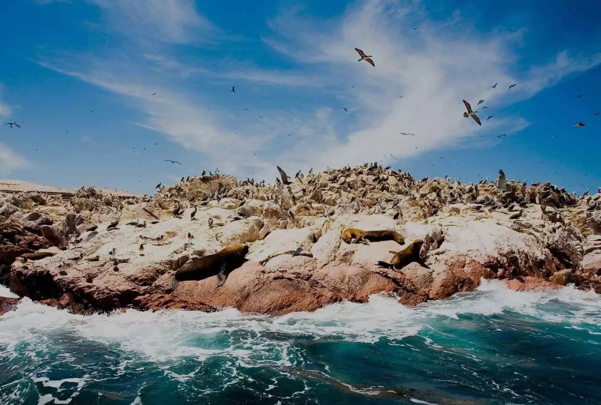 paracas-e-islas-ballestas